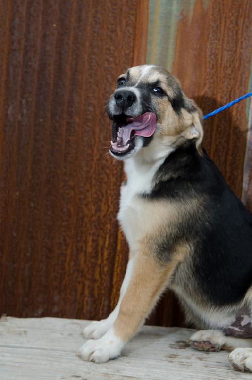 shep