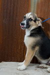 shep