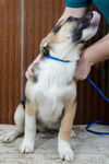 shep