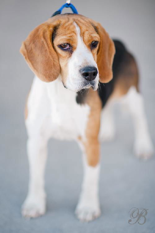 Franklin D.