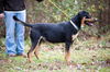 Shep