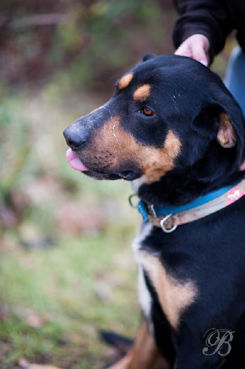 Shep