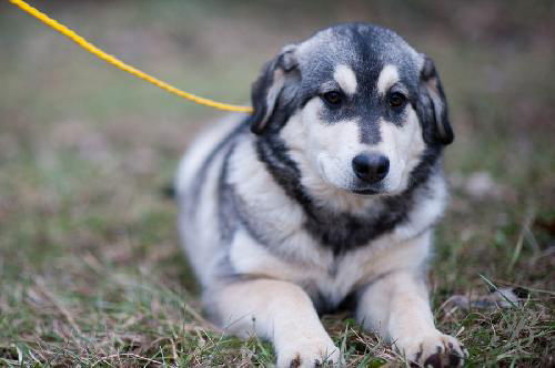 Husky Pup 1