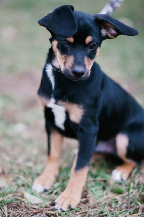 Rex