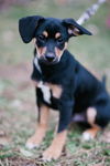 Rex