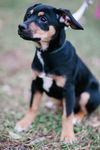 Rex