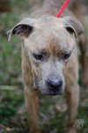 Buster