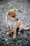 Sheba