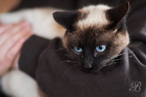 Simon