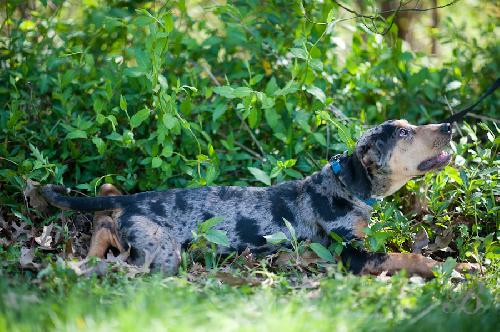 Spots