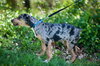 Spots