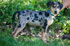 Spots