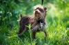 Scrappy