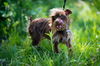 Scrappy