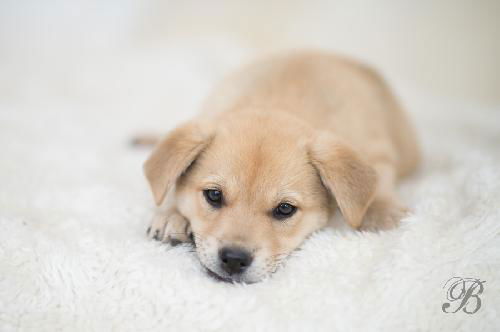 Biscuit