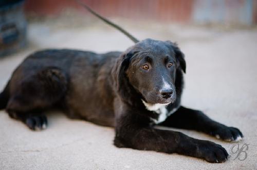 Boxer/lab cross
