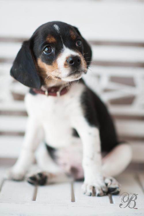 Snoopy