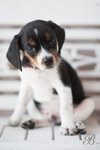 Snoopy