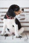 Snoopy