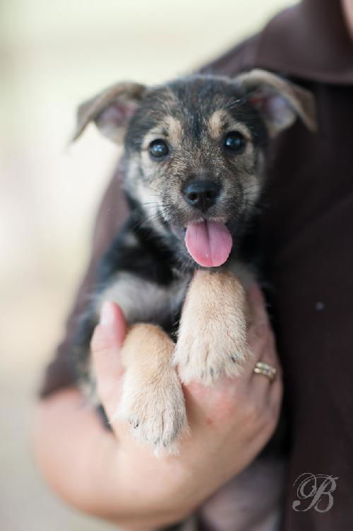 Terrier Pup 1