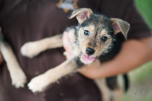 Terrier Pup 2