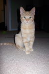 Simba