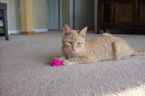 Simba