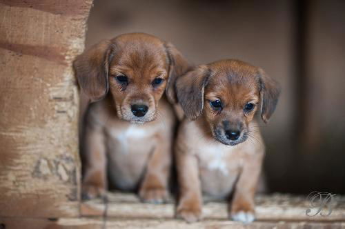 Beagle cross pups
