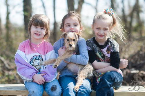 Terrier Cross Pups/Little Benji's