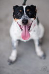 Sprocket