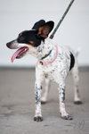 Sprocket