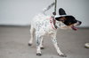 Sprocket
