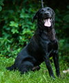 Buster