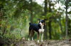 Blaze