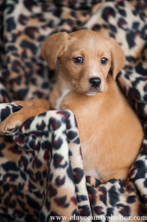 blonde-female pup