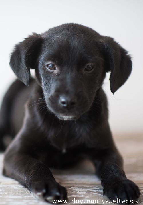 black male pup