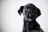 black male pup