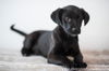 black male pup