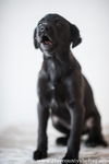 black male pup
