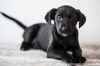 black male pup