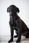 black male pup