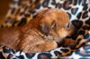 Border Collie Cross Puppies?