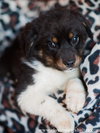 Border Collie Cross Puppies?