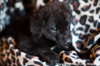 Border Collie Cross Puppies?