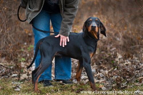blk/tan coonhound