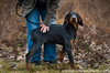 blk/tan coonhound