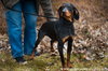 blk/tan coonhound