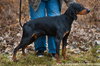 blk/tan coonhound