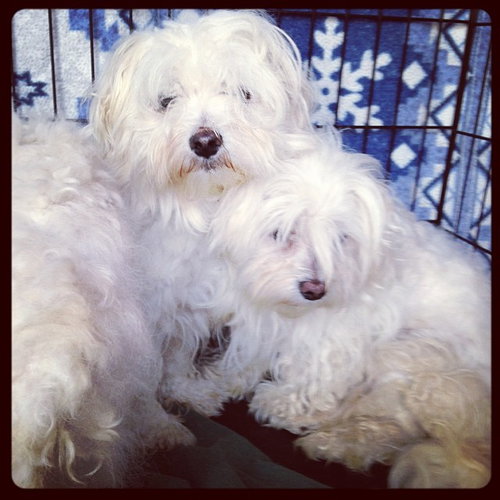 Buddy- maltese