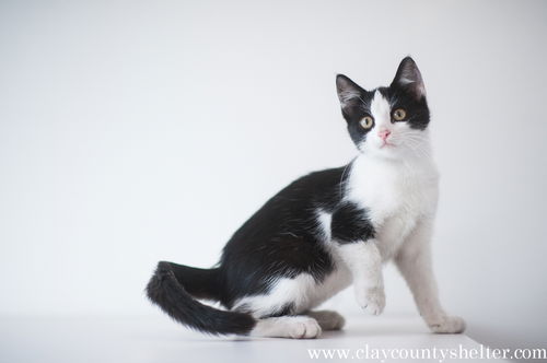 Simone (black and white kitten)